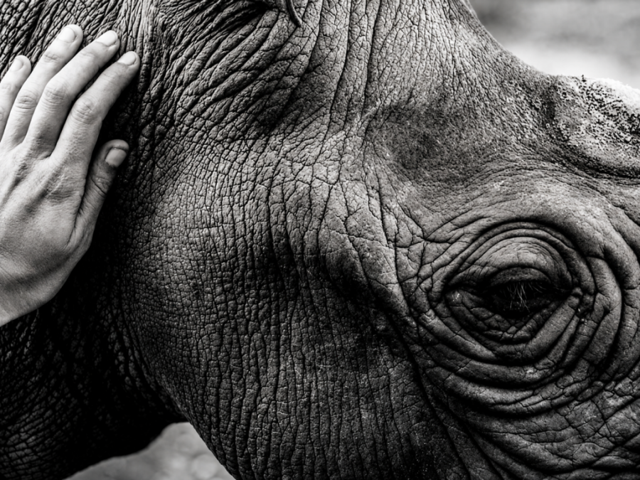 Zululand Conservation Trust in the Manyoni Game Reserve Mkuze KwaZulu Natal