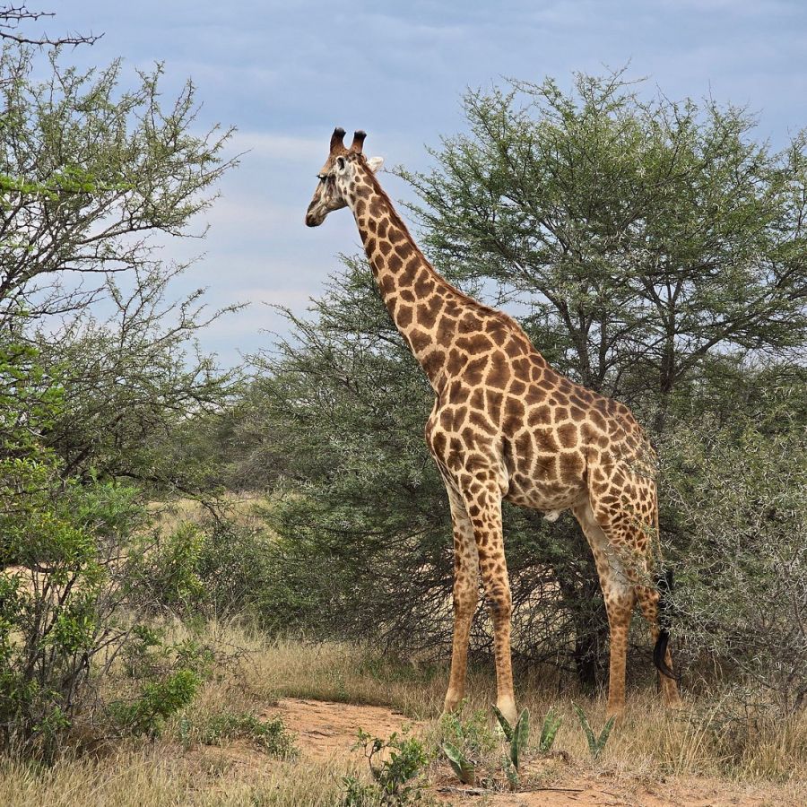 Maroelani Private Nature Reserve