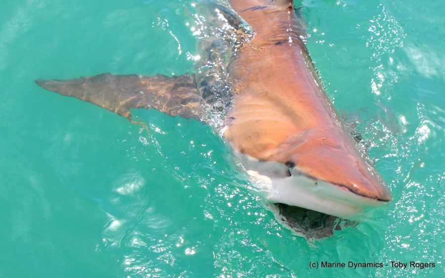 Marine Dynamics Shark & Whale Tours Activities Gansbaai Overberg Western Cape