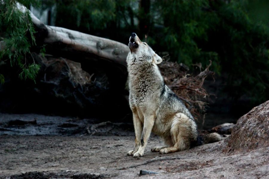 Tsitsikamma Wolf Sanctuary Activities in Tsitsikamma Eastern Cape