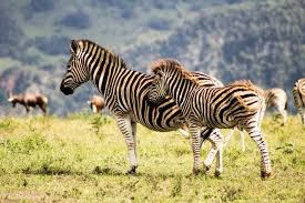 Lake Eland Game Reserve Port Shepstone