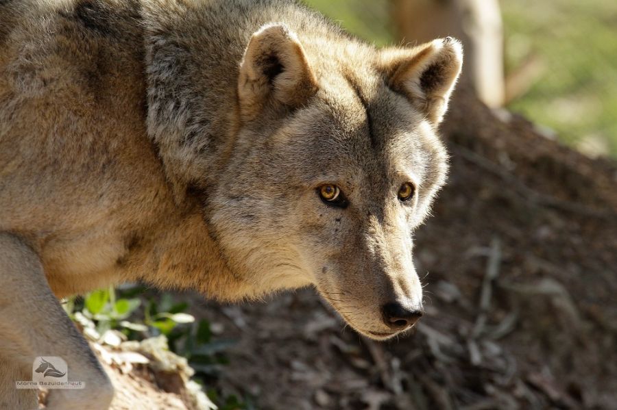 Garden Route Wolf Sanctuary Activities in Plettenberg Bay Garden Route Western Cape