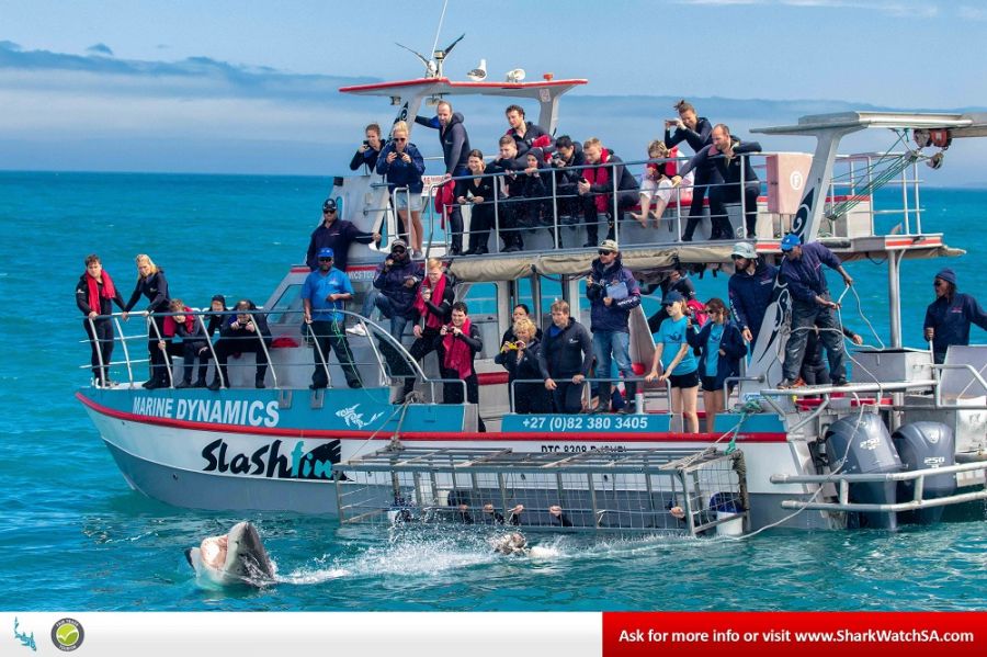 Marine Dynamics Shark & Whale Tours Activities Gansbaai Overberg Western Cape