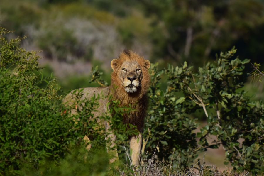 Private Kruger Safaris in Kruger National Park