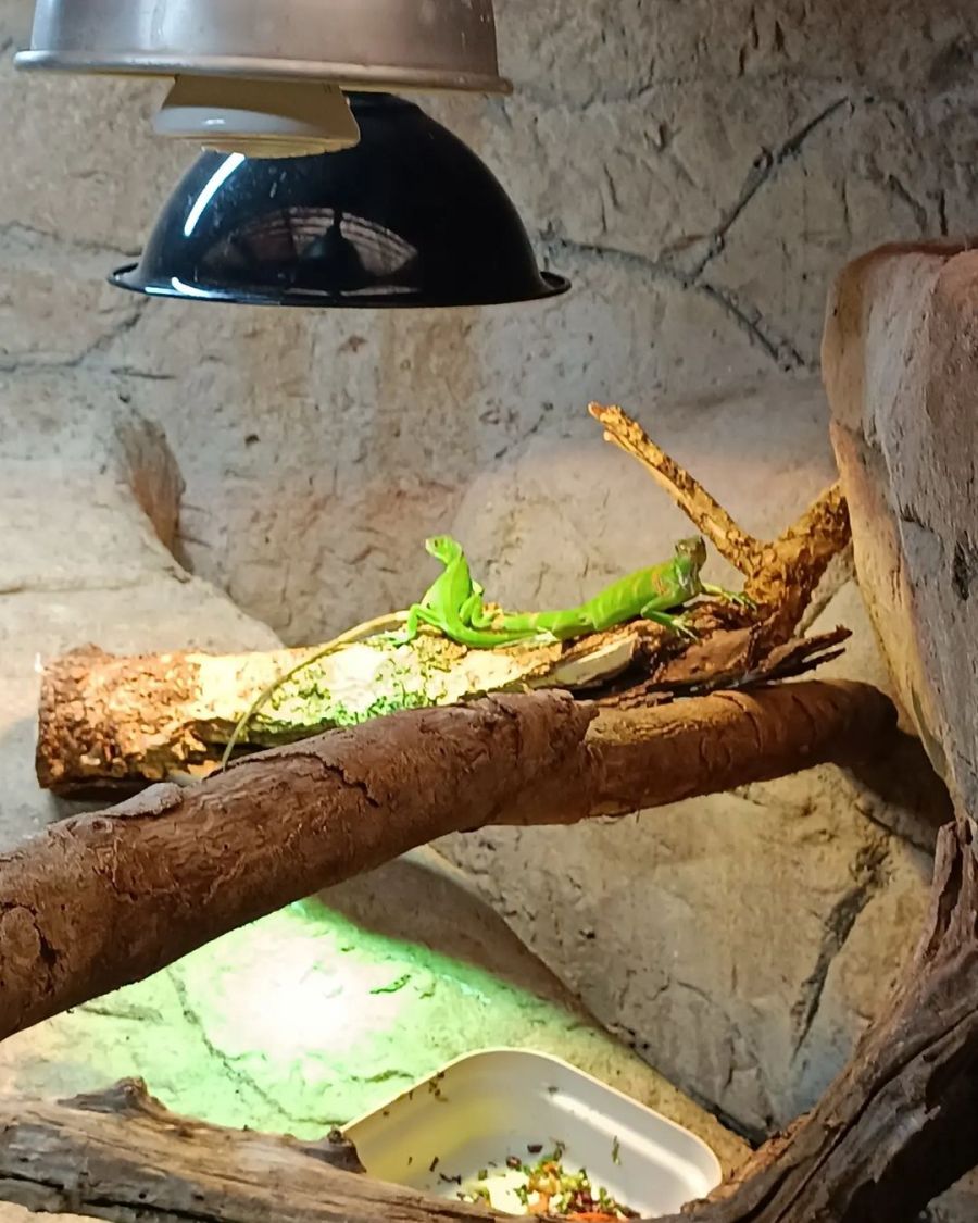 Perry's Bridge Reptile Park Activities in Hazyview Mpumalanga