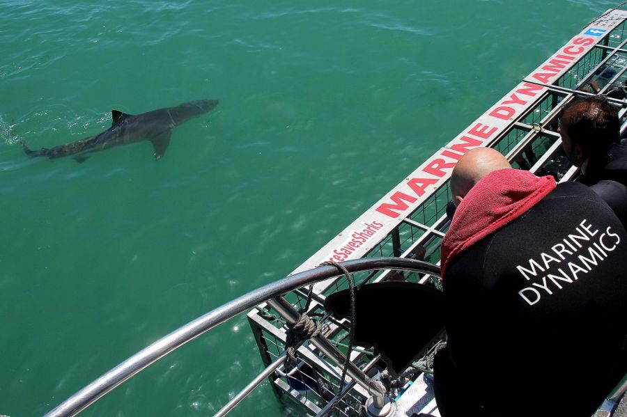Marine Dynamics Shark & Whale Tours Activities Gansbaai Overberg Western Cape
