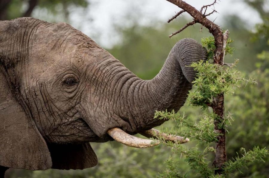 Safari Moon Luxury Bush Lodge Accommodation in Hoedspruit Limpopo