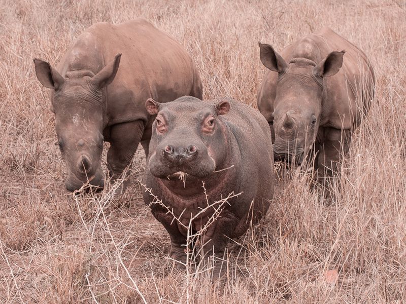 Zululand Conservation Trust in the Manyoni Game Reserve Mkuze KwaZulu Natal