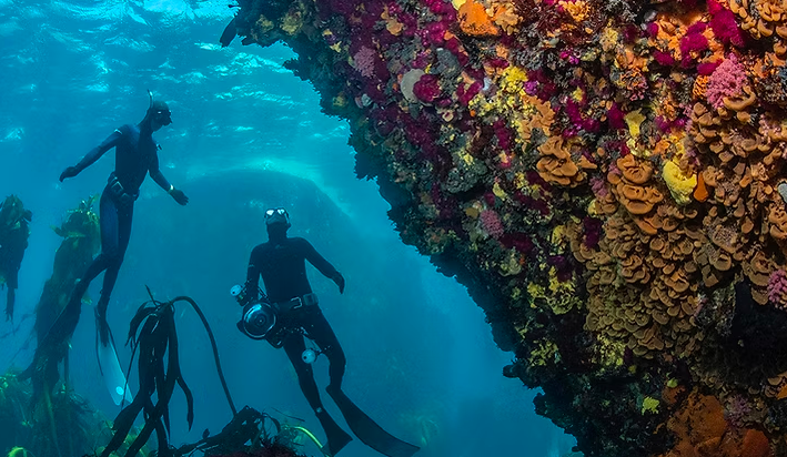 Animal Ocean Activities in Hout Bay Cape Town Western Cape