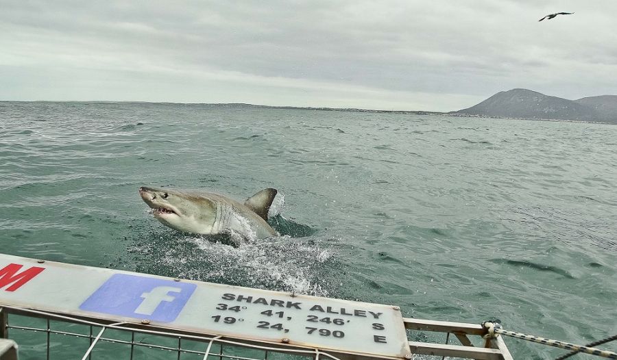Marine Dynamics Shark & Whale Tours Activities Gansbaai Overberg Western Cape