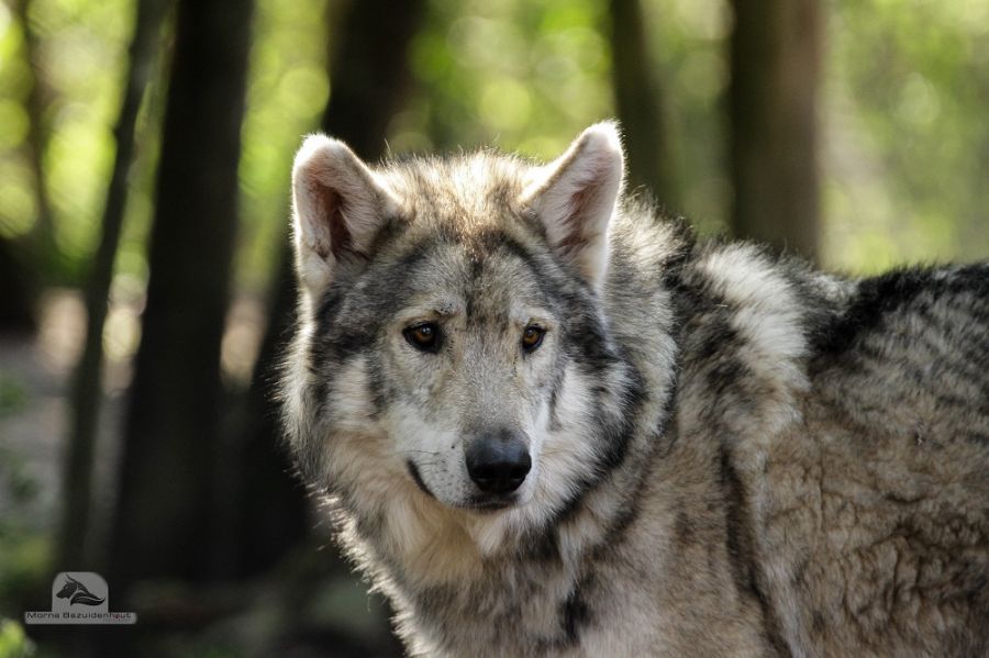 Garden Route Wolf Sanctuary Activities in Plettenberg Bay Garden Route Western Cape