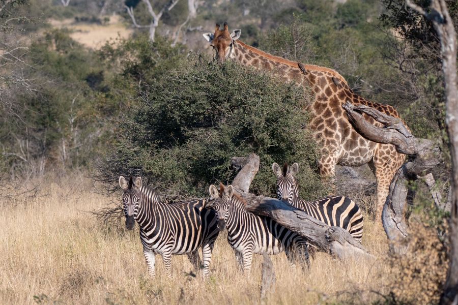 Private Kruger Safaris in Kruger National Park