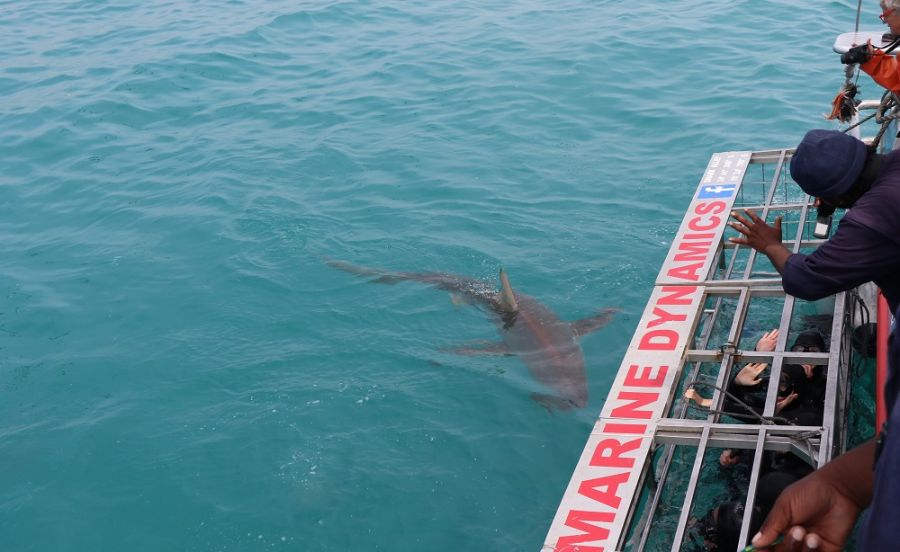 Marine Dynamics Shark & Whale Tours Activities Gansbaai Overberg Western Cape