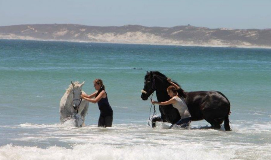 Drikus Horse Trails Horse Riding Activities in Paternoster West Coast Western Cape