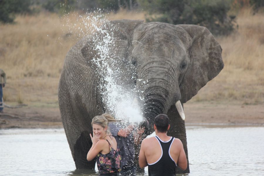 Adventures With Elephants Activities in Bela Bela Limpopo