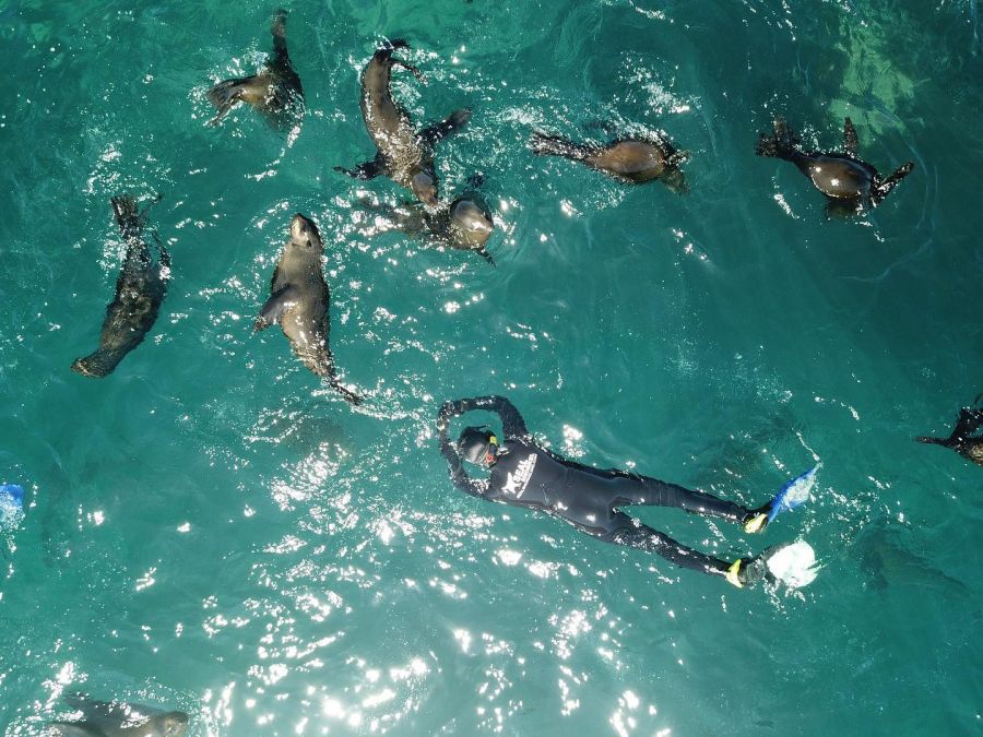 Animal Ocean Activities in Hout Bay Cape Town Western Cape