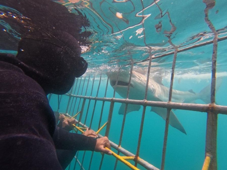 White Shark Projects Shark Cage Diving Activities in Gansbaai Western
