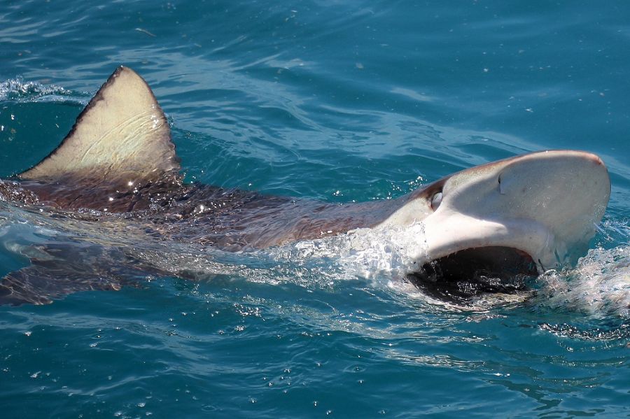 Marine Dynamics Shark & Whale Tours Activities Gansbaai Overberg Western Cape