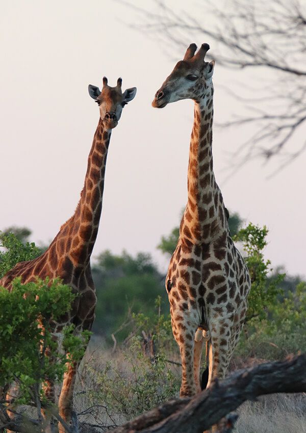 Zazu Private Bush Lodge