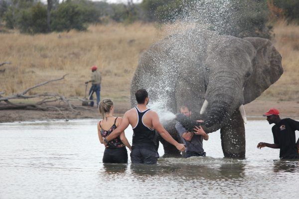 Adventures With Elephants Activities in Bela Bela Limpopo
