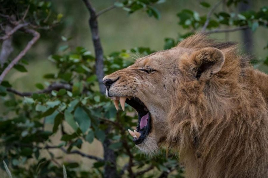 Safari Moon Luxury Bush Lodge Accommodation in Hoedspruit Limpopo