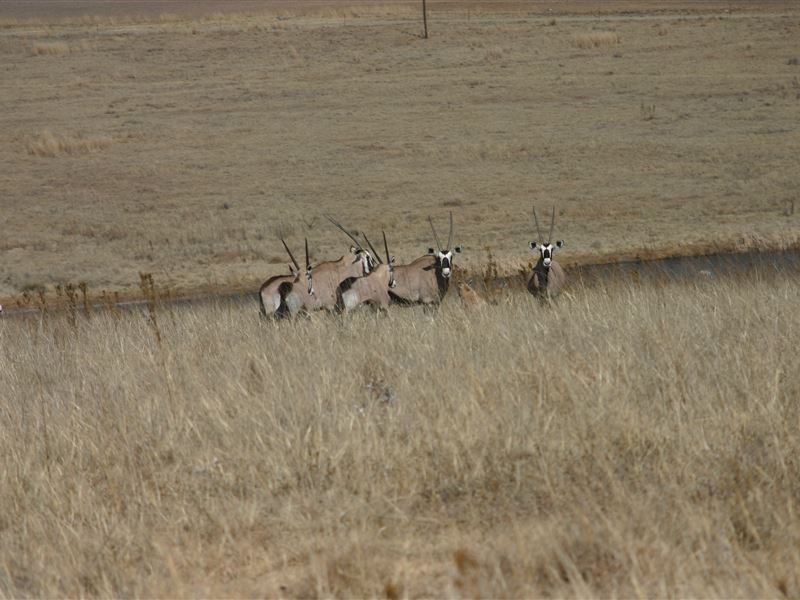 Lourenza Wildlife Reserve Accommodation Frankfort Free State
