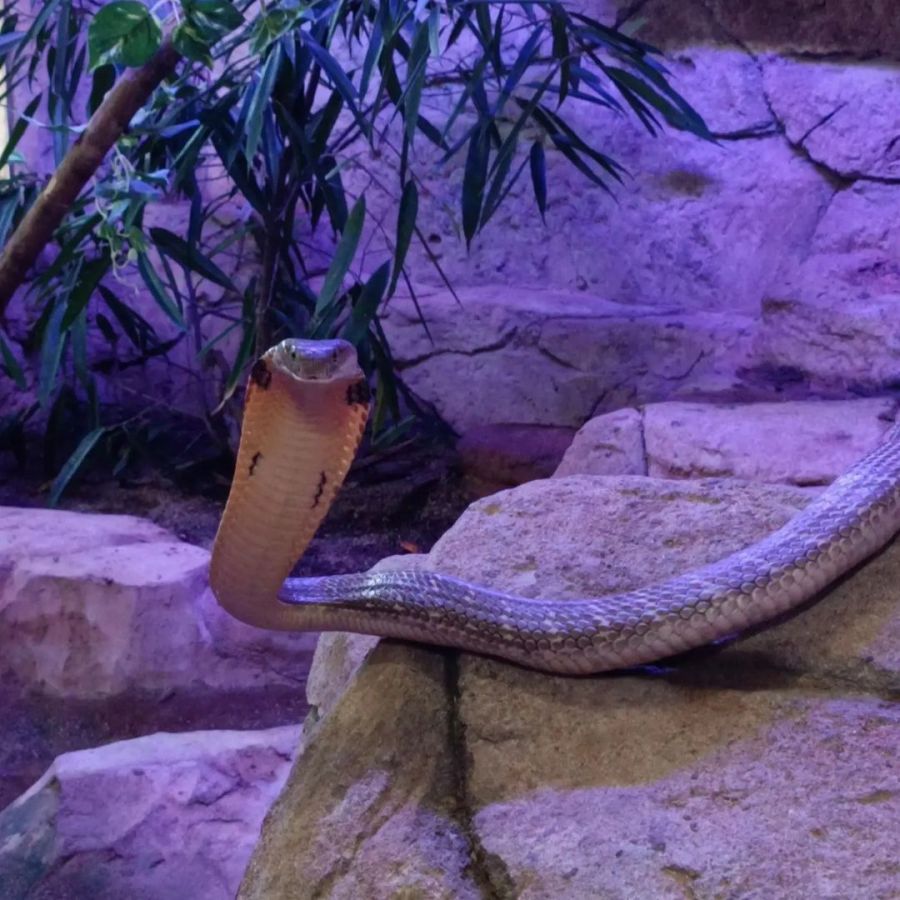 Perry's Bridge Reptile Park Activities in Hazyview Mpumalanga