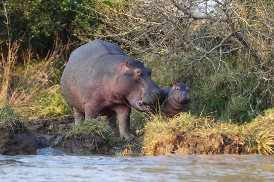 Safari for Six Activities in Hluhluwe and St Lucia KwaZulu Natal