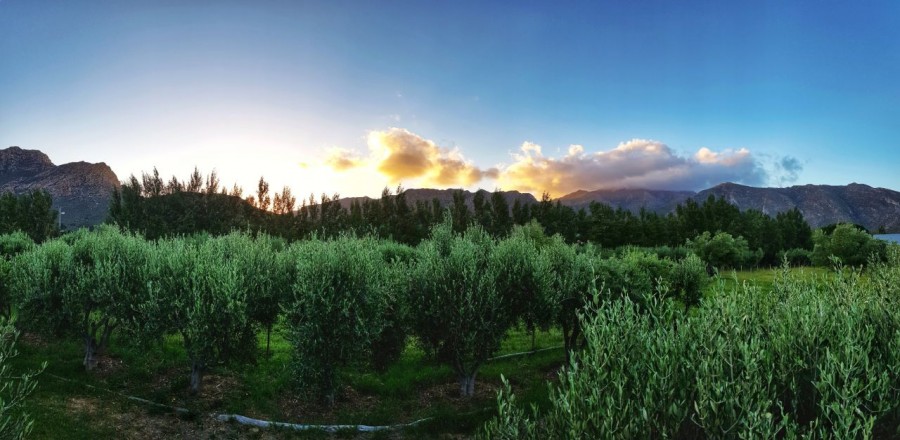 Olive Stone Farm. Accommodation in Montagu Western Cape