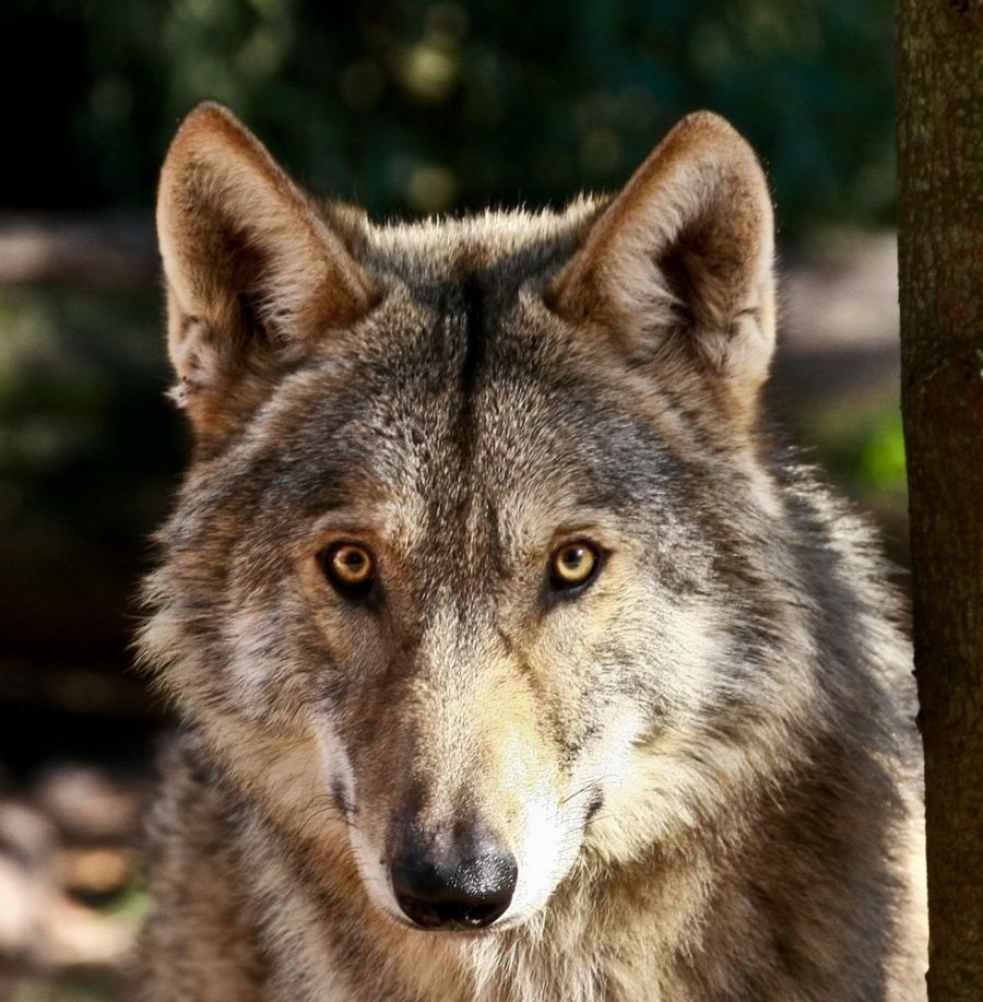 Garden Route Wolf Sanctuary Activities in Plettenberg Bay Garden Route Western Cape
