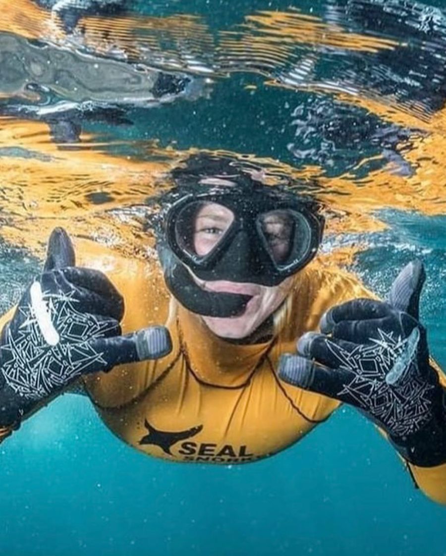 Animal Ocean Activities in Hout Bay Cape Town Western Cape
