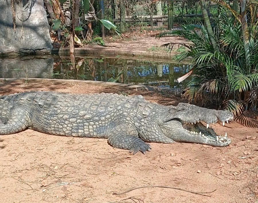 Perry's Bridge Reptile Park Activities in Hazyview Mpumalanga