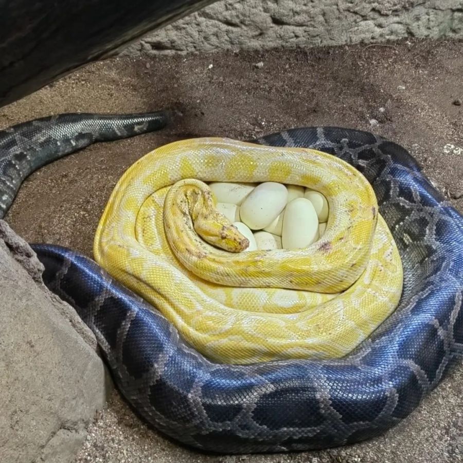 Perry's Bridge Reptile Park Activities in Hazyview Mpumalanga