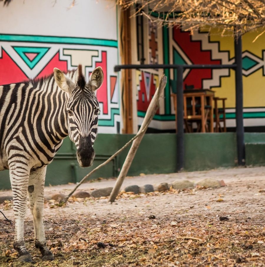 Timbavati Safari Lodge Accommodation in Hoedspruit Limpopo