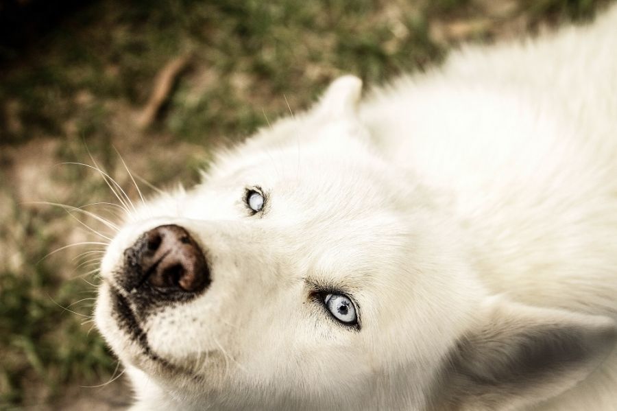 Garden Route Wolf Sanctuary Activities in Plettenberg Bay Garden Route Western Cape