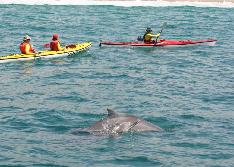 Dolphin Adventures Activities in Plettenberg Bay Garden Route Western Cape