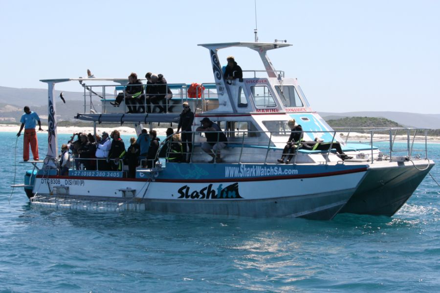 Marine Dynamics Shark & Whale Tours Activities Gansbaai Overberg Western Cape