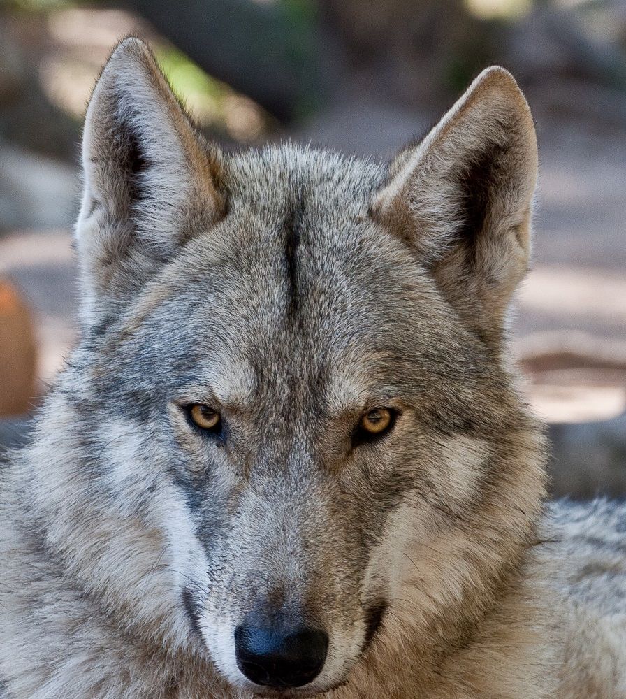 Garden Route Wolf Sanctuary Activities in Plettenberg Bay Garden Route Western Cape