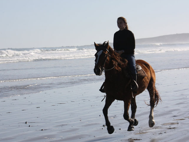 Drikus Horse Trails Horse Riding Activities in Paternoster West Coast Western Cape